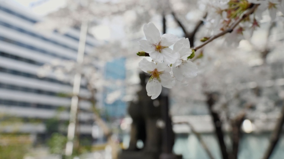 Japan-Dokus 2018 #02: Japan zur Kirschblüte